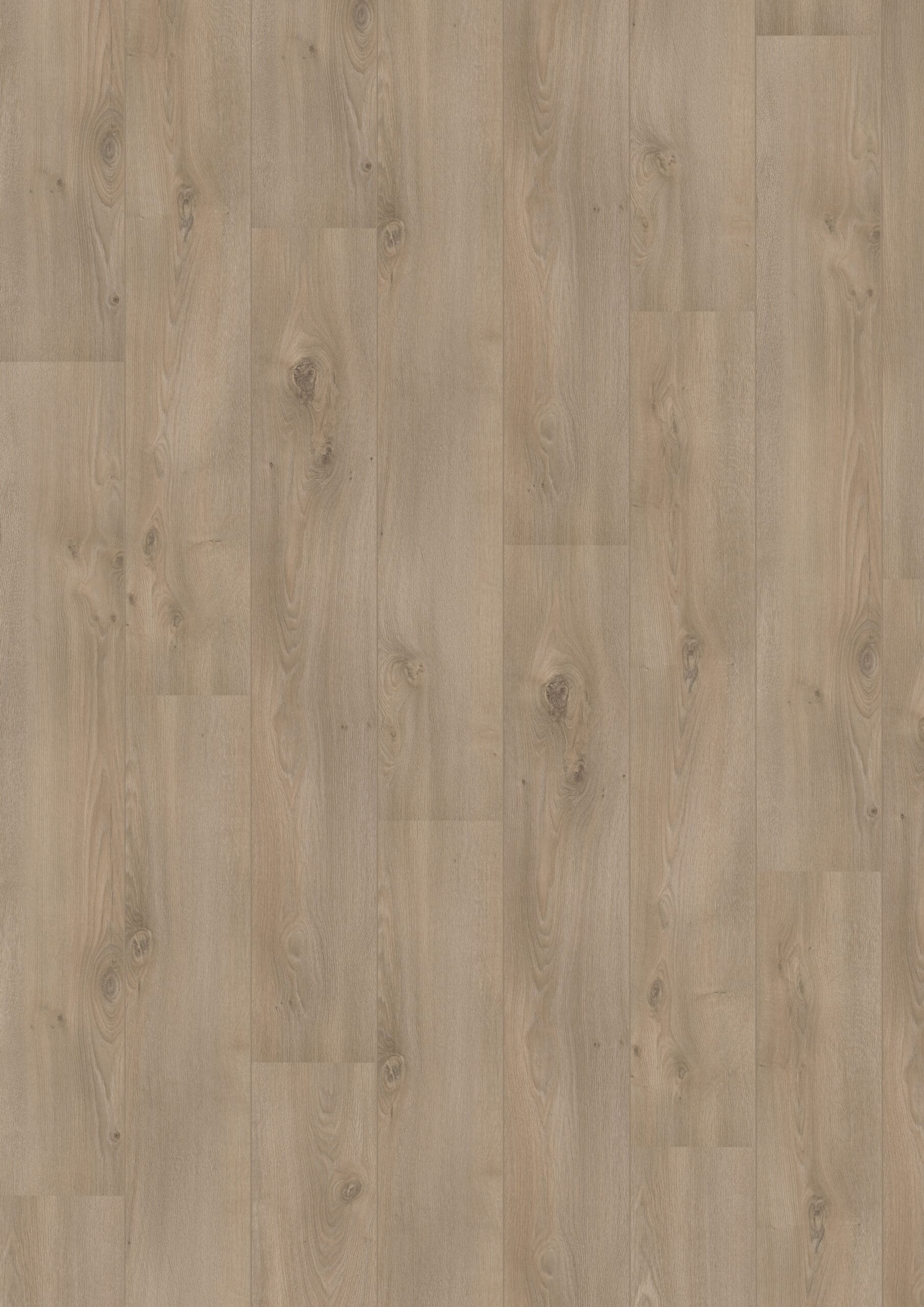 Hoomline - Royal V2 Campania 521067