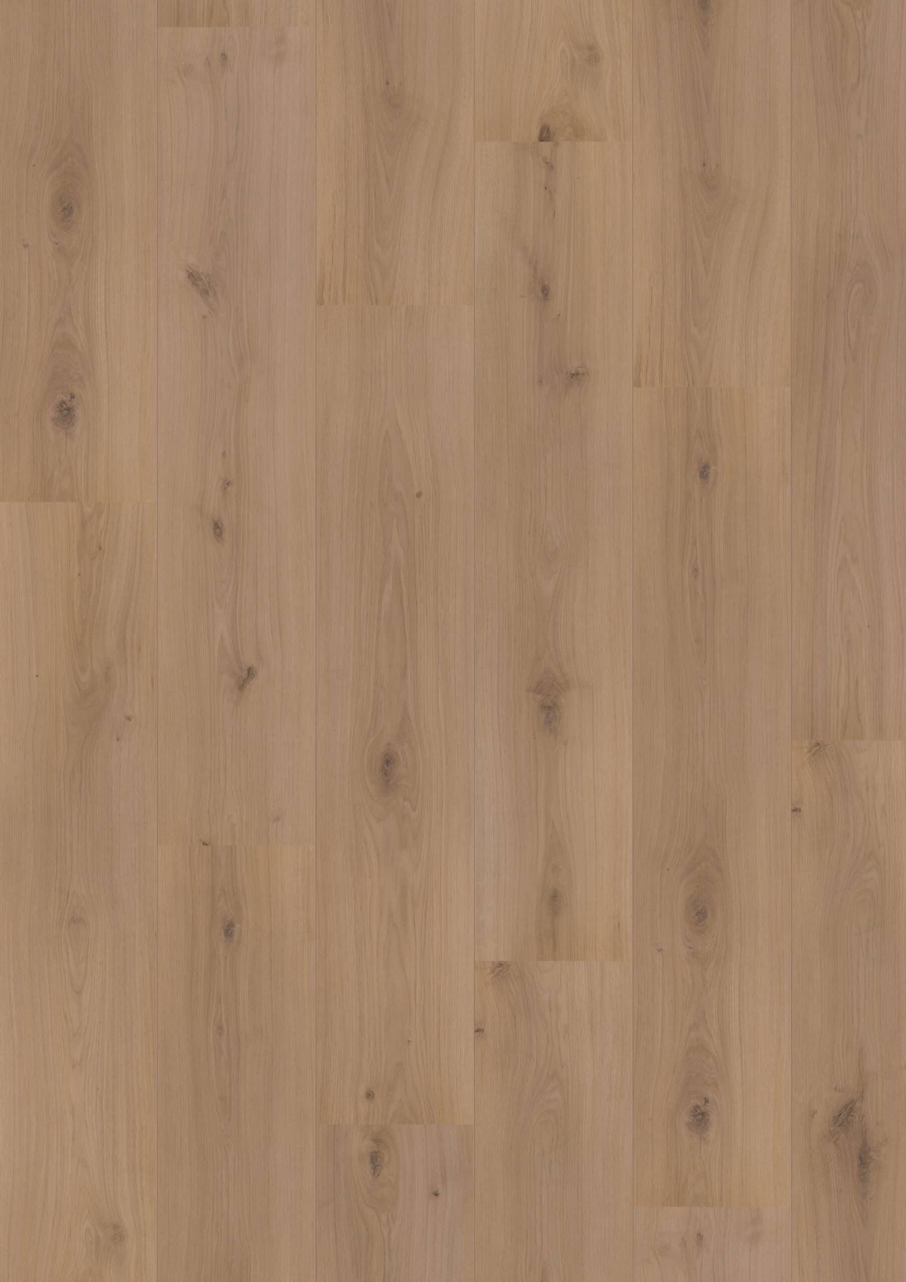 Hoomline - Royal XL V2 Atlas 4937