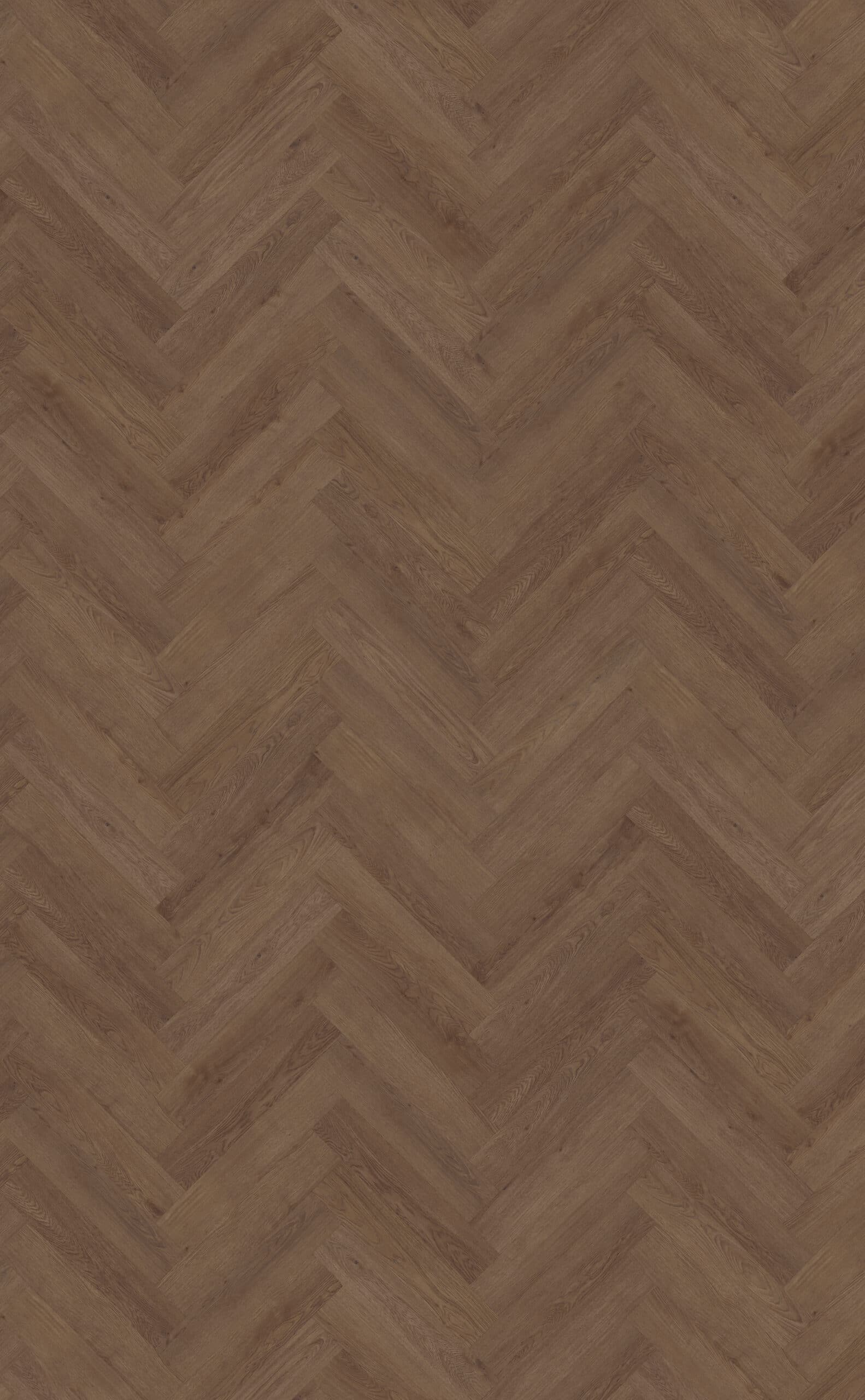 Belakos - Monastro visgraat XL 91