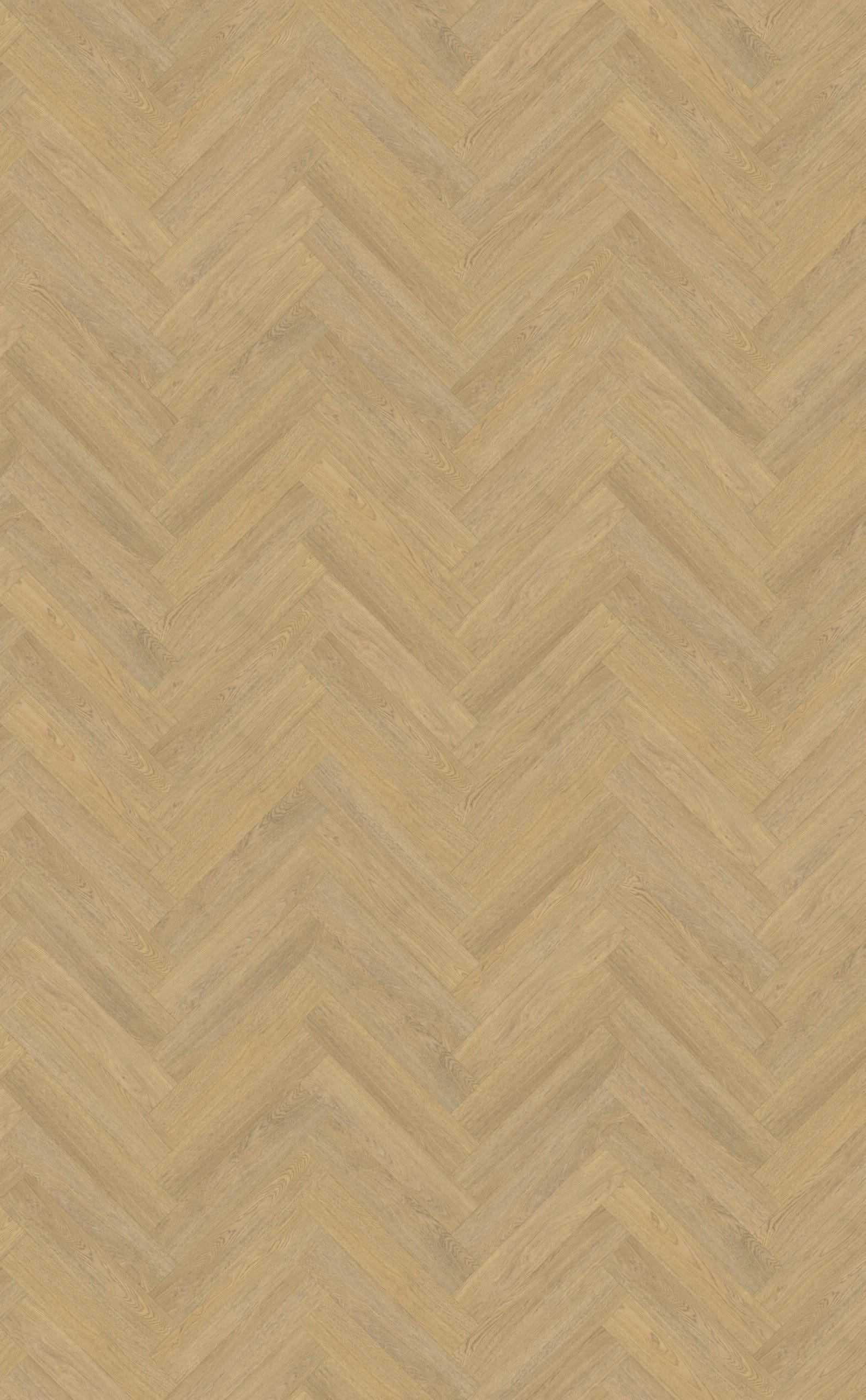 Belakos - Terreno visgraat XL 61 | Rigid Click